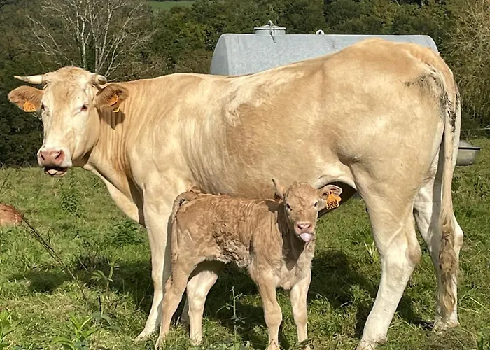 Pensionat La Caminade *