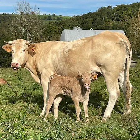 招待所 La Caminade *